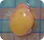 Fat