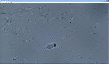 Observation of Cell